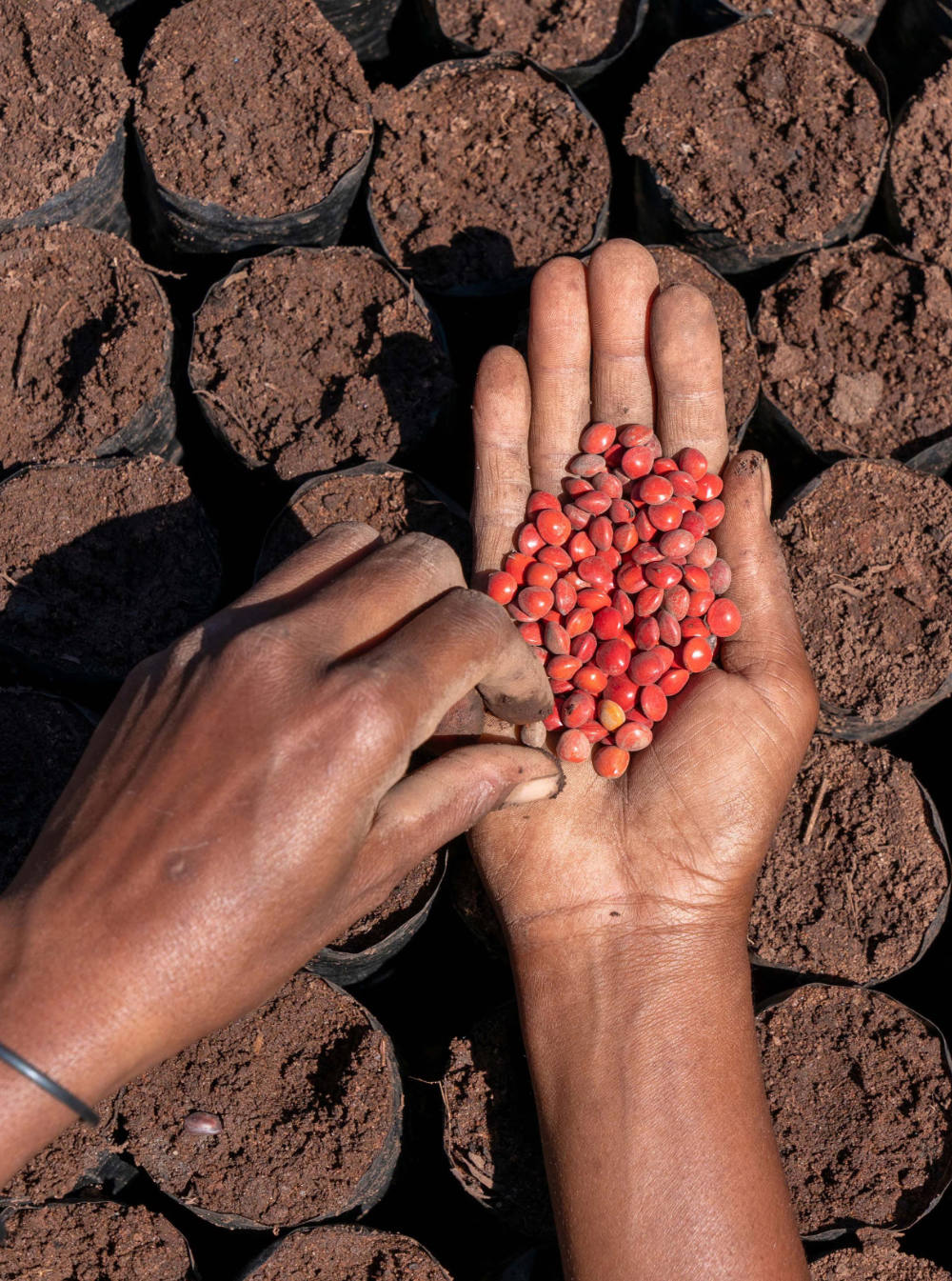 Seeds from the Eden Reforestation by globaldatanet